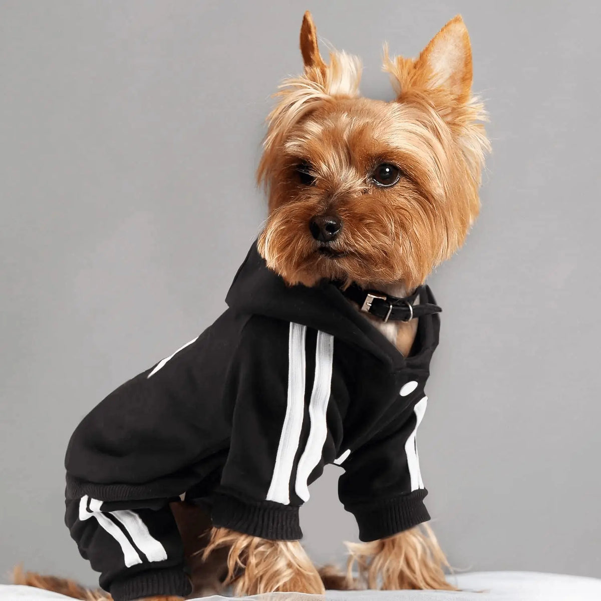 classic dog hoodie for small breeds